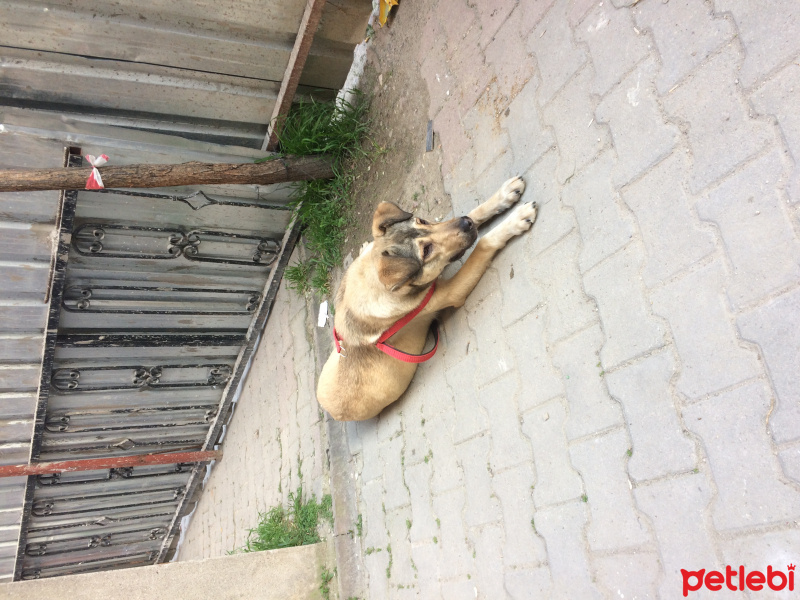 Kangal, Köpek  Duman fotoğrafı