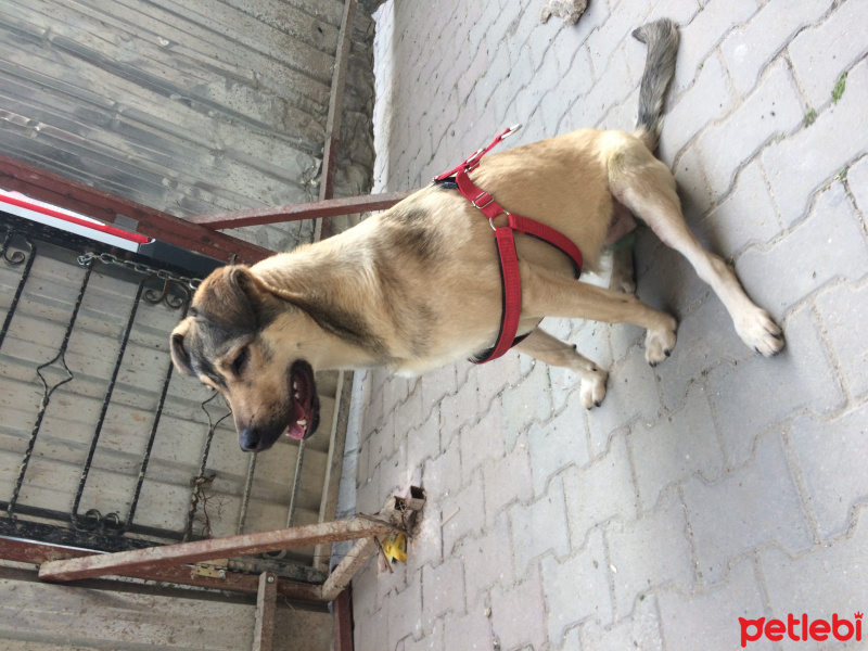 Kangal, Köpek  Duman fotoğrafı