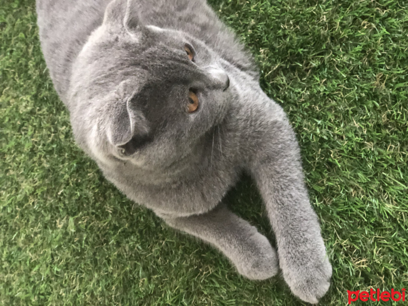 Scottish Fold, Kedi  çiçek fotoğrafı