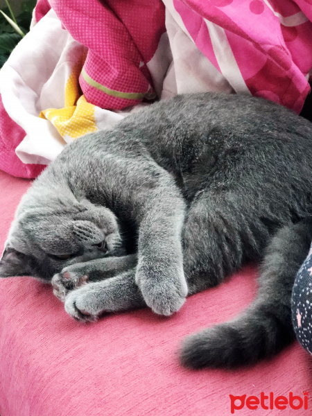 Scottish Fold, Kedi  çiçek fotoğrafı