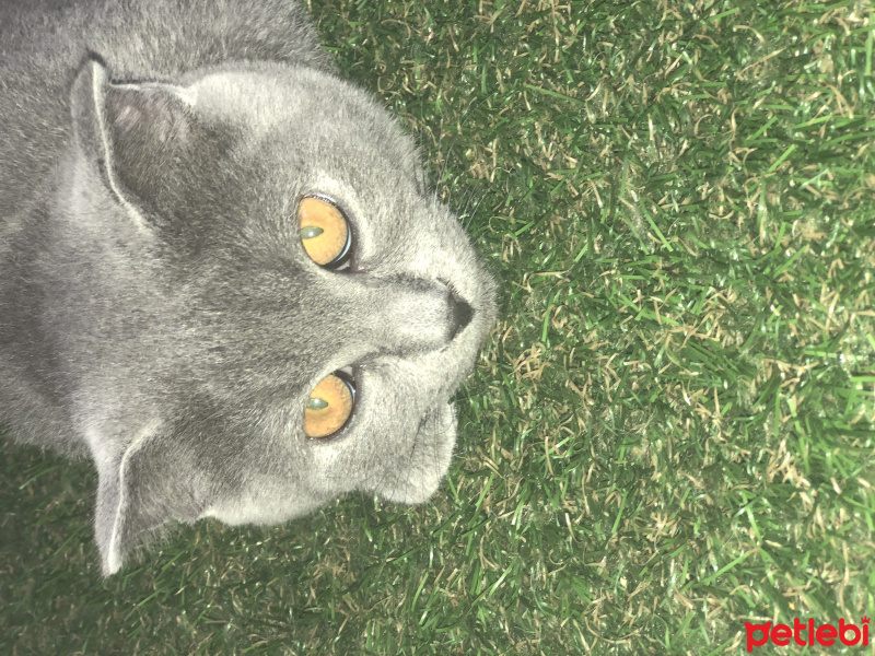 Scottish Fold, Kedi  çiçek fotoğrafı
