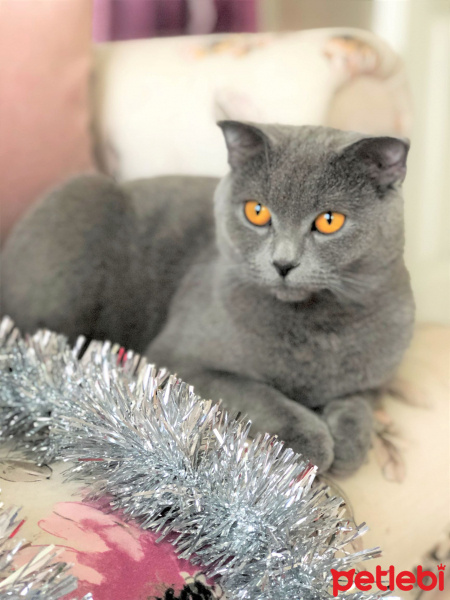Scottish Fold, Kedi  çiçek fotoğrafı