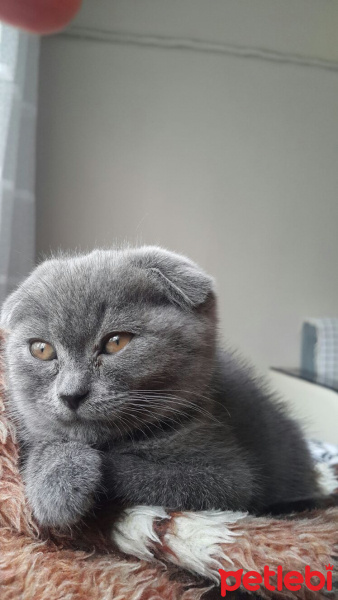 Scottish Fold, Kedi  çiçek fotoğrafı