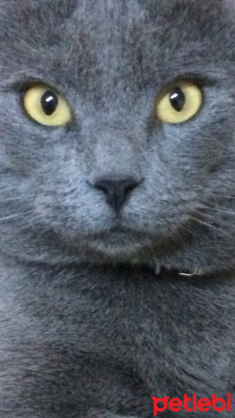 British Shorthair, Kedi  Duman fotoğrafı