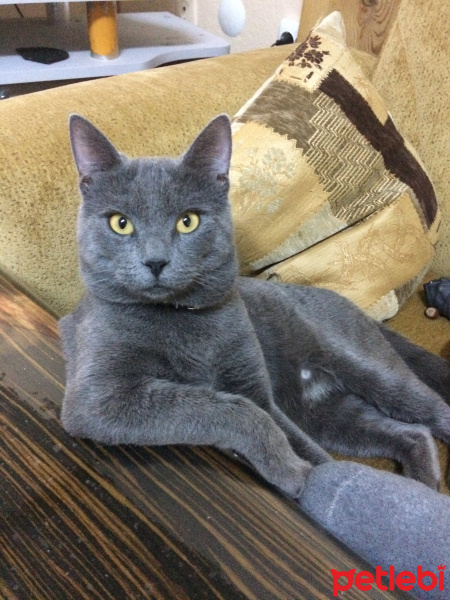 British Shorthair, Kedi  Duman fotoğrafı