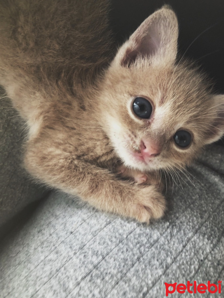 Tekir Kedi, Kedi  Luckyy fotoğrafı