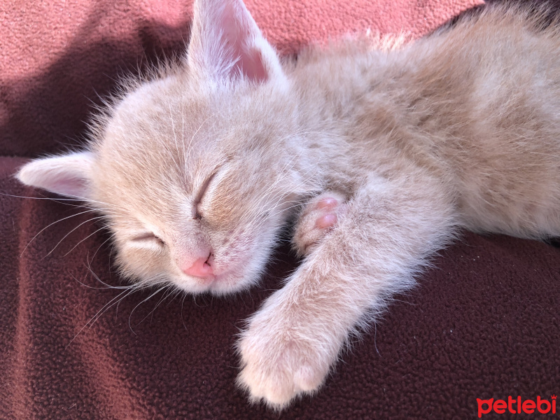 Tekir Kedi, Kedi  Luckyy fotoğrafı