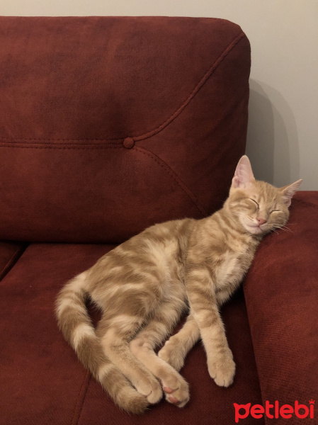 Tekir Kedi, Kedi  Luckyy fotoğrafı