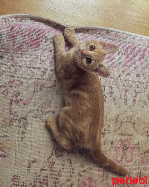 Tekir Kedi, Kedi  Luckyy fotoğrafı