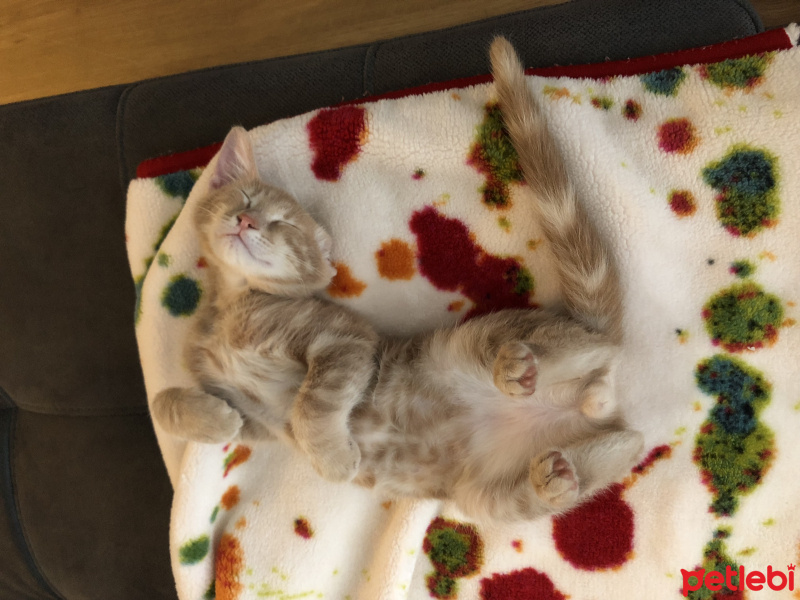 Tekir Kedi, Kedi  Luckyy fotoğrafı