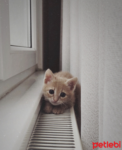 Tekir Kedi, Kedi  Luckyy fotoğrafı
