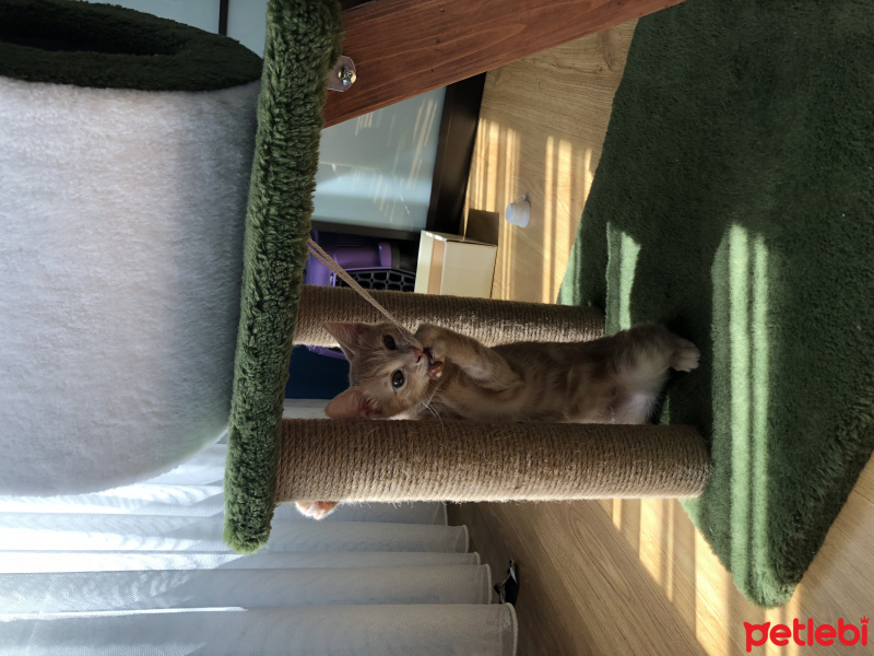 Tekir Kedi, Kedi  Luckyy fotoğrafı