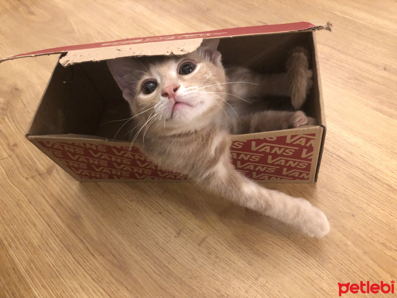 Tekir Kedi, Kedi  Luckyy fotoğrafı