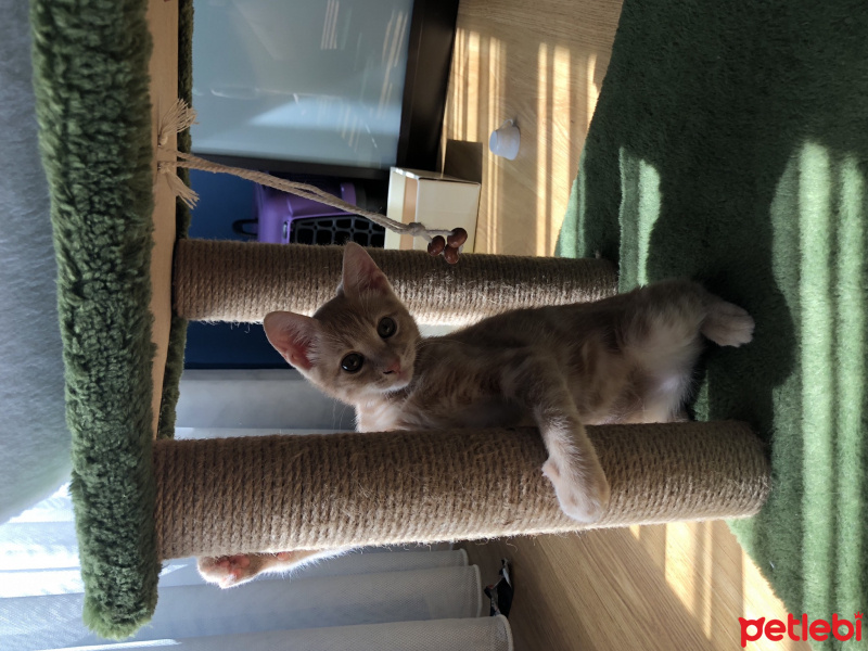 Tekir Kedi, Kedi  Luckyy fotoğrafı