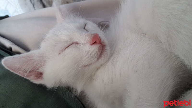 Van Kedisi, Kedi  Rüzgar fotoğrafı