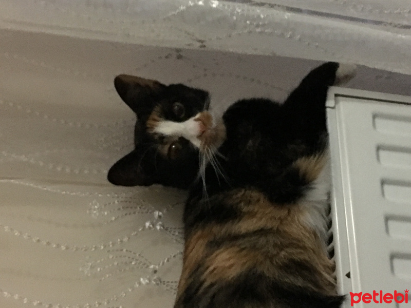 Tekir Kedi, Kedi  Petruşka fotoğrafı