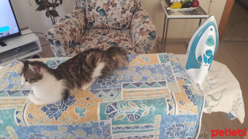 Tekir Kedi, Kedi  Şımarık fotoğrafı