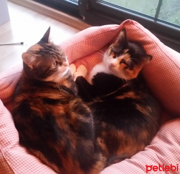 Tekir Kedi, Kedi  Balım    ve  Karam fotoğrafı