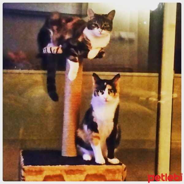 Tekir Kedi, Kedi  Balım    ve  Karam fotoğrafı