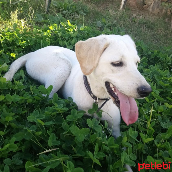 Labrador Retriever, Köpek  Leya fotoğrafı