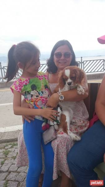 Cavalier King Charles Spanieli, Köpek  pia fotoğrafı