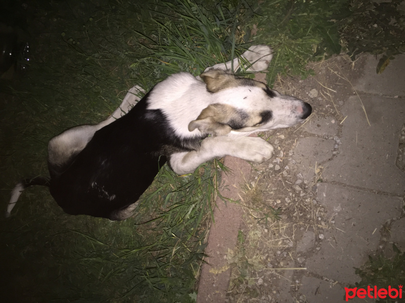 Beagle, Köpek  Tatlım fotoğrafı