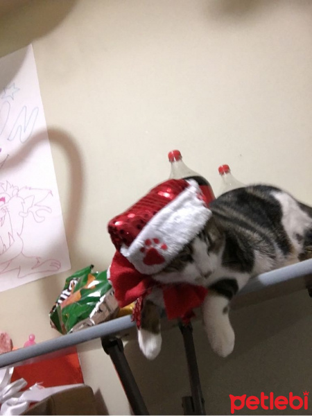 Tekir Kedi, Kedi  Ayaz fotoğrafı