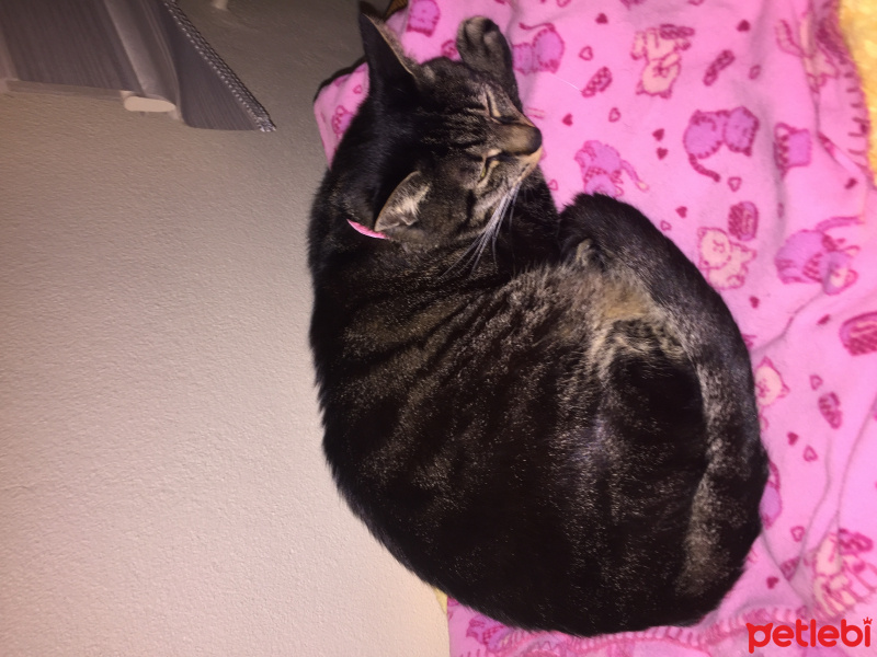 Tekir Kedi, Kedi  Şanslı fotoğrafı