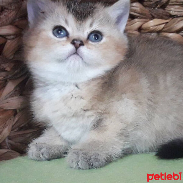 British Shorthair, Kedi  Tombik fotoğrafı