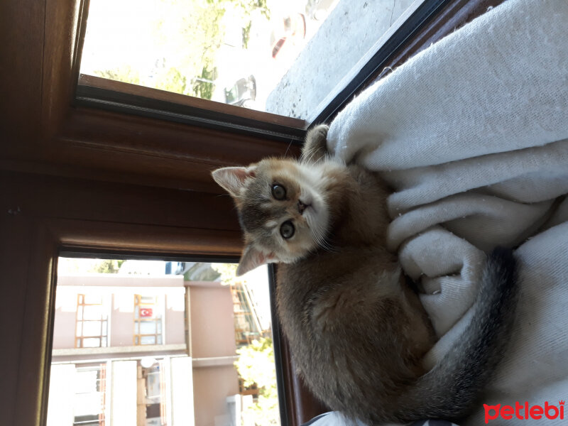 British Shorthair, Kedi  Tombik fotoğrafı