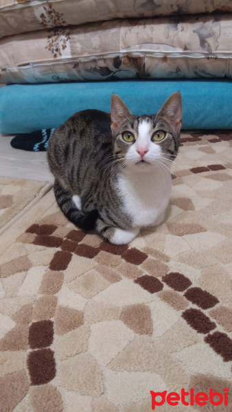 Tekir Kedi, Kedi  Zilli fotoğrafı
