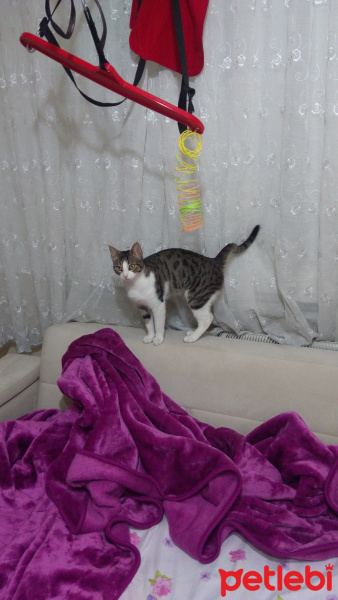 Tekir Kedi, Kedi  Zilli fotoğrafı
