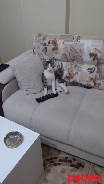 Tekir Kedi, Kedi  Zilli fotoğrafı