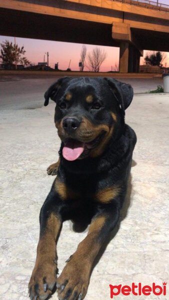 Rottweiler, Köpek  Bulut fotoğrafı