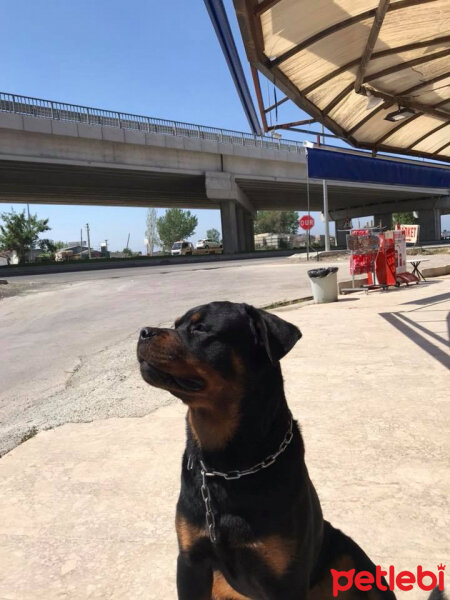 Rottweiler, Köpek  Bulut fotoğrafı