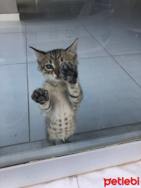 Tekir Kedi, Kedi  Minik fotoğrafı