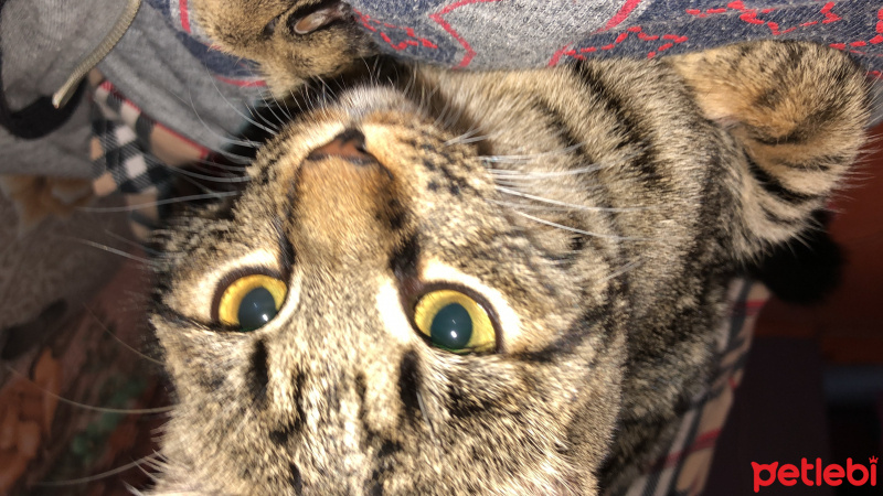 Tekir Kedi, Kedi  Arya fotoğrafı
