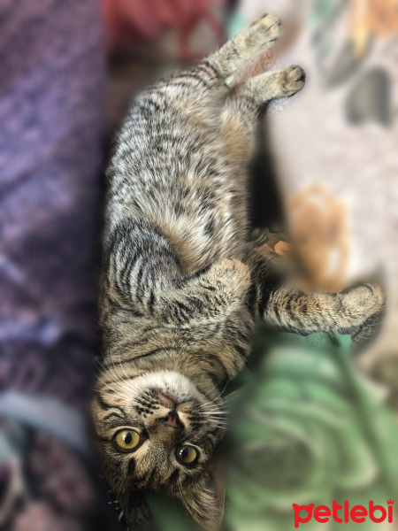 Tekir Kedi, Kedi  Arya fotoğrafı