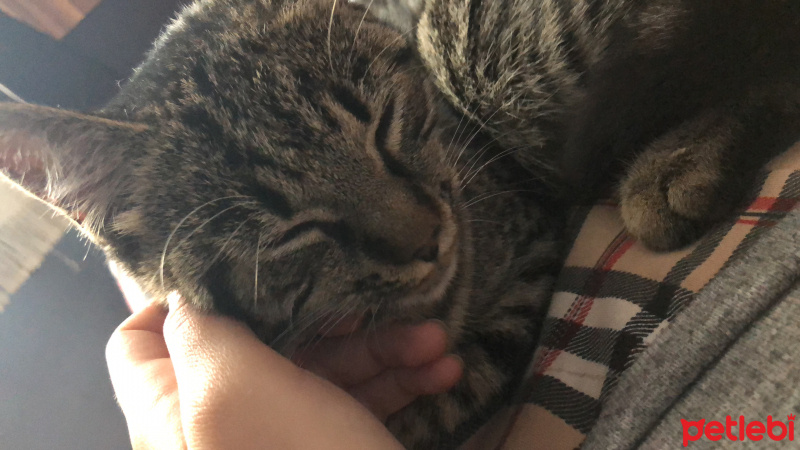 Tekir Kedi, Kedi  Arya fotoğrafı