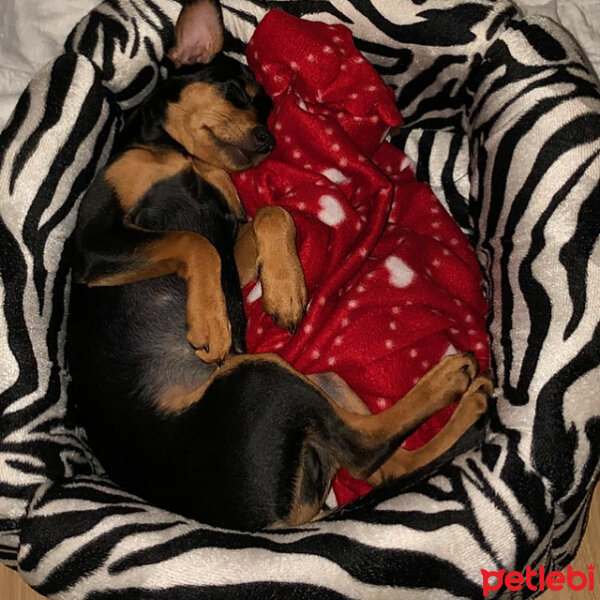 Minyatür Pinscher, Köpek  Junior fotoğrafı