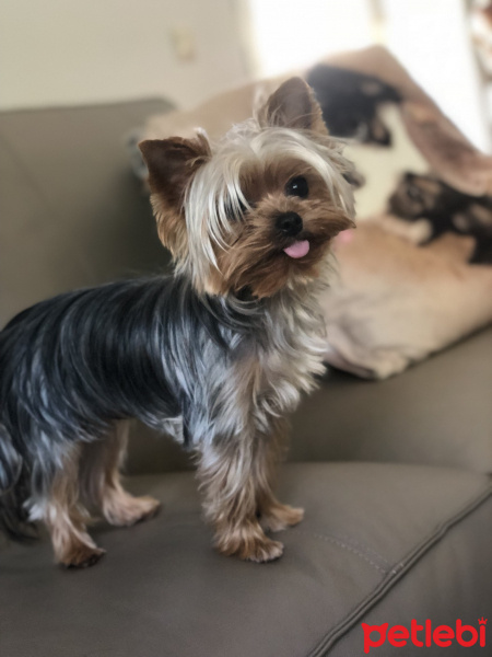 Yorkshire Terrier, Köpek  Arthur fotoğrafı