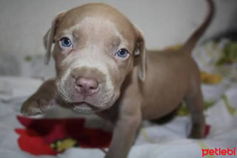 Amerikan Pitbull Terrier, Köpek  Ados fotoğrafı