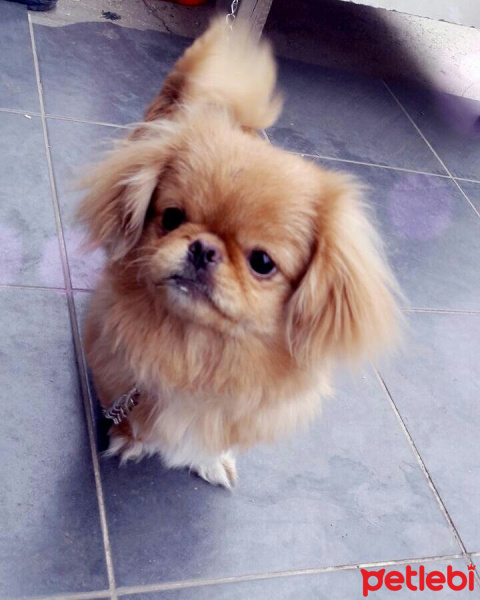 Pekingese, Köpek  Paşa fotoğrafı