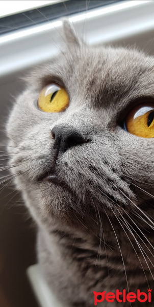 British Shorthair, Kedi  Küf fotoğrafı