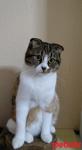 Scottish Fold, Kedi  Jelibon fotoğrafı