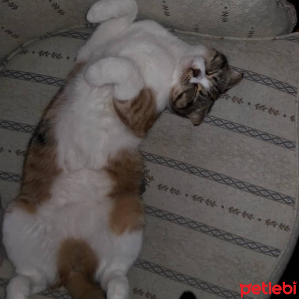 Scottish Fold, Kedi  Jelibon fotoğrafı