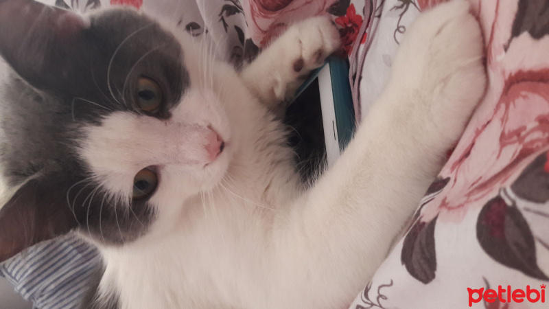 Tekir Kedi, Kedi  Mantar fotoğrafı