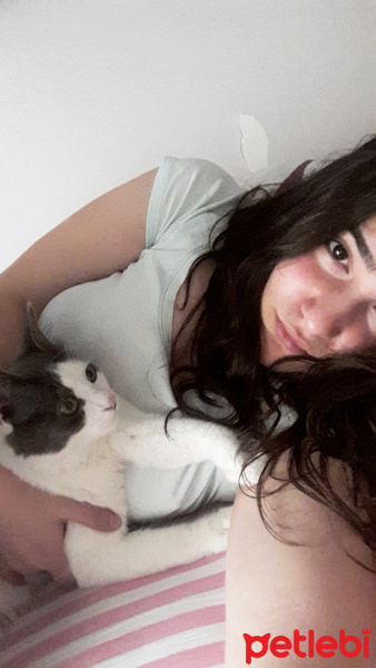 Tekir Kedi, Kedi  Mantar fotoğrafı
