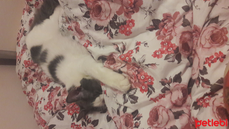 Tekir Kedi, Kedi  Mantar fotoğrafı