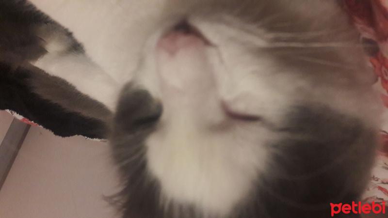 Tekir Kedi, Kedi  Mantar fotoğrafı